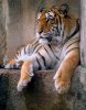 1461-tigersml2.jpg