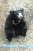 sloth bear 1.jpg