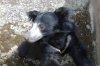 sloth bear 2.jpg