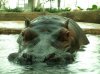 Hippo01.JPG
