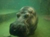Hippo02.JPG