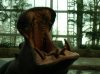 Hippo03.JPG