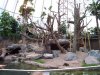 OrangutanHagenbeck03.jpg