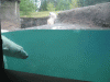 Pt.Defiance-Zoo-Polar-Bear.gif