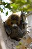 lemur4.jpg