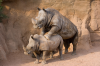 mating rhinos.png