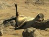 Cape fur seal 2.jpg