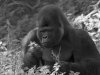 gorilla bw2.jpg
