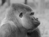 gorilla bw3.jpg