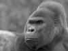 gorilla bw4.jpg