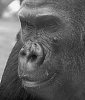 gorilla bw5.jpg
