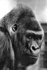 gorilla bw6.jpg