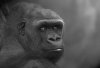 gorilla bw7.jpg