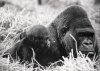 gorilla bw8.jpg
