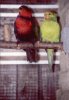 birdworld lory.jpg