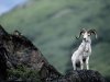 dall-sheep.jpg