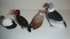 bird_examples2.jpg