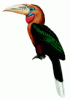 rufous-necked-hornbill.gif