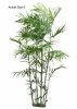 largebamboo palm tree.jpg