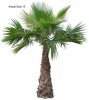 mexicanfanpalmtree.jpg