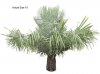 largecaranday palmtree.jpg