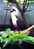hornbill.JPG
