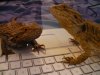 beardies 4.JPG