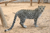 ARABIAN LEOPARD.png