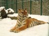 male-amur-tiger-76069.jpg