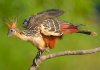 HOATZIN (2).jpg