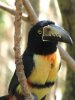 Collared Aracari perhaps.jpg