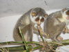 Slender Loris_01.png