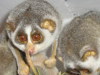 Slender Loris_02.png