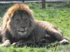 wallace-male-african-lion-96056-m.jpg