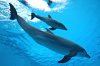 20100802--124600-phleandrostanzanicmarinelandltd9646.jpg