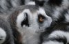 LEMUR - RING TAILED (82).JPG