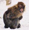 SnowyMacaque.jpg