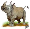 whiterhino.jpg