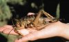 giant weta.jpg