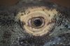 Komodo Dragon (8).JPG