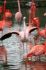 Chilean Flamingo.JPG
