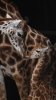 Rothschild giraffe.JPG
