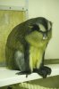 Golden-bellied crowned monkey.JPG
