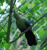 TURACO - SCHALOWS (12).JPG