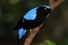 MaleFairyBlueBird1024.jpg
