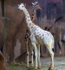 white giraffe.jpg