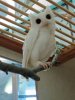 white owl.jpg