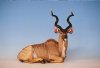 Kudu.jpg