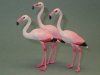 FlamingoGroup1.JPG