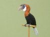 Hornbill.JPG